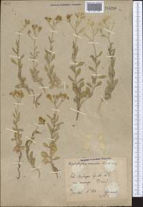 Haplophyllum versicolor Fisch. & C. A. Mey., Middle Asia, Syr-Darian deserts & Kyzylkum (M7) (Uzbekistan)