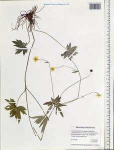 Ranunculus smirnovii Ovcz., Siberia, Baikal & Transbaikal region (S4) (Russia)