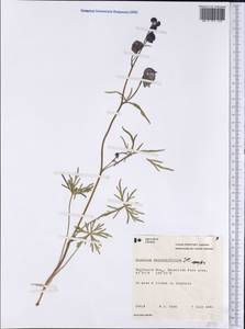 Aconitum delphinifolium DC., America (AMER) (Canada)