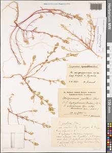 Corispermum pallasii Stev., Eastern Europe, Western region (E3) (Russia)