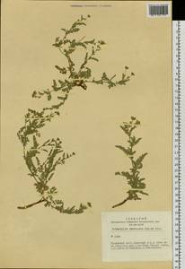 Sibbaldianthe imbricata (Kar. & Kir.) Mosyakin & Shiyan, Siberia, Altai & Sayany Mountains (S2) (Russia)