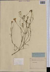 Eudianthe coeli-rosa (L.) Endl., Western Europe (EUR) (Not classified)