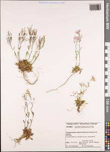 Arabidopsis septentrionalis (N. Busch) D. A. German, Siberia, Central Siberia (S3) (Russia)