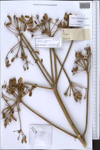 Ferula grigoriewii B. Fedtsch., Middle Asia, Pamir & Pamiro-Alai (M2) (Tajikistan)