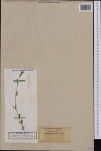 Silene gallica L., Western Europe (EUR) (Germany)