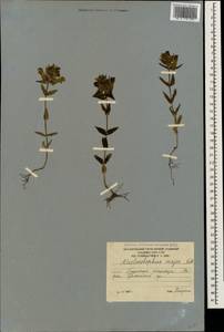 Rhinanthus serotinus var. vernalis (N.W.Zinger) Janch., Caucasus, South Ossetia (K4b) (South Ossetia)