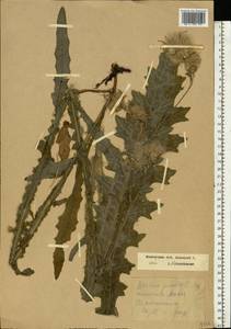 Cirsium palustre (L.) Scop., Eastern Europe, Moscow region (E4a) (Russia)