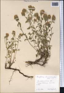 Ziziphora clinopodioides Lam., Middle Asia, Northern & Central Tian Shan (M4) (Kazakhstan)