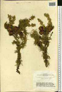 Larix sibirica Ledeb., Siberia, Altai & Sayany Mountains (S2) (Russia)