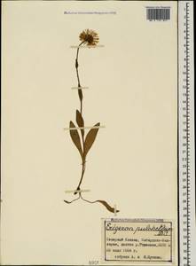 Erigeron caucasicus subsp. venustus (Botsch.) Grierson, Caucasus, Stavropol Krai, Karachay-Cherkessia & Kabardino-Balkaria (K1b) (Russia)