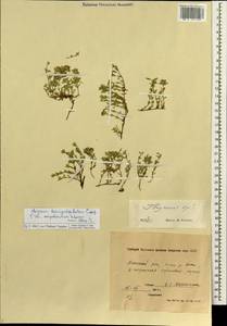 Thymus brevipetiolatus Cáp, Siberia, Yakutia (S5) (Russia)
