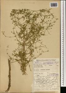 Mesostemma dichotomum (L.) Arabi, Rabeler & Zarre, Mongolia (MONG) (Mongolia)