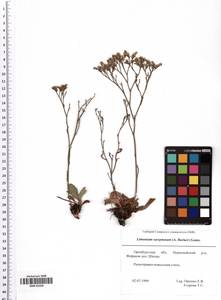 Limonium sareptanum (A. K. Becker) Gams, Eastern Europe, Eastern region (E10) (Russia)