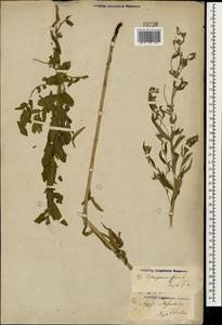 Lithospermum officinale L., Caucasus, Krasnodar Krai & Adygea (K1a) (Russia)