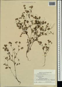 Trifolium arvense L., Crimea (KRYM) (Russia)