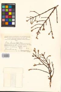Picea fennica (Regel) Kom., Eastern Europe, Northern region (E1) (Russia)