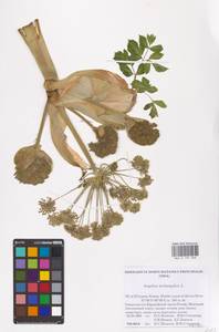 Angelica archangelica L., Eastern Europe, Northern region (E1) (Russia)