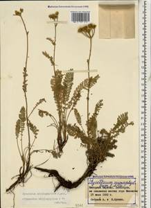 Tanacetum aureum (Lam.) Greuter, M. V. Agab. & Wagenitz, Caucasus, Azerbaijan (K6) (Azerbaijan)