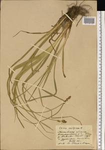 Carex vulpina L., Eastern Europe, Moscow region (E4a) (Russia)