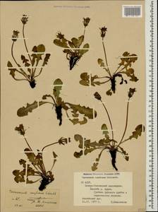 Taraxacum confusum Schischk., Caucasus, North Ossetia, Ingushetia & Chechnya (K1c) (Russia)