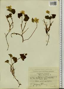 Rubus chamaemorus L., Siberia, Chukotka & Kamchatka (S7) (Russia)