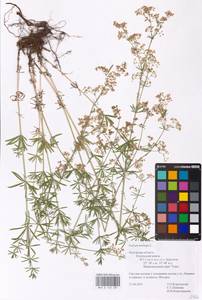Galium mollugo L., Eastern Europe, Central region (E4) (Russia)