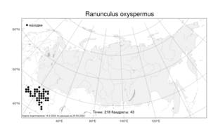 Ranunculus oxyspermus Willd., Atlas of the Russian Flora (FLORUS) (Russia)
