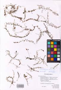 MHA 0 162 607, Utricularia minor L., Eastern Europe, Central region (E4) (Russia)