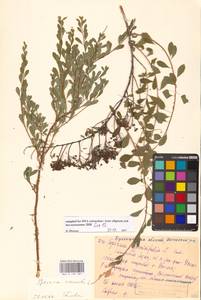 Spiraea crenata L., Eastern Europe, Middle Volga region (E8) (Russia)