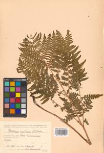 Pteridium aquilinum (L.) Kuhn, Siberia, Chukotka & Kamchatka (S7) (Russia)