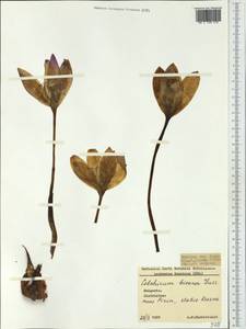 Colchicum bivonae Guss., Western Europe (EUR) (Bulgaria)
