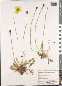Papaver angustifolium Tolm., Siberia, Central Siberia (S3) (Russia)