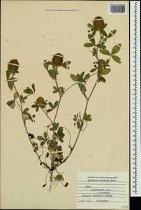 Trifolium diffusum Ehrh., Crimea (KRYM) (Russia)