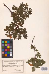 Rosa pendulina L., Eastern Europe, West Ukrainian region (E13) (Ukraine)