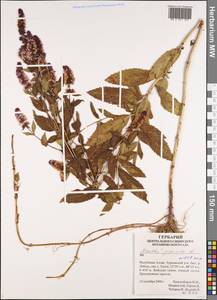 Mentha × piperita L., Siberia, Altai & Sayany Mountains (S2) (Russia)