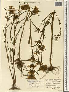 Hygrophila micrantha (Nees) T. Anders., Africa (AFR) (Mali)