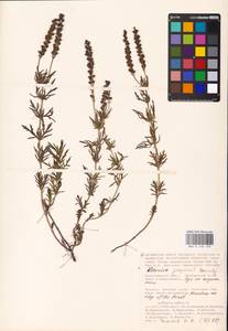MHA 0 160 230, Veronica austriaca subsp. jacquinii (Baumg.) Watzl, Eastern Europe, Lower Volga region (E9) (Russia)
