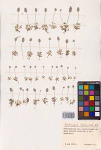 Ceratocephala orthoceras DC., Eastern Europe, Lower Volga region (E9) (Russia)