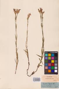 Dianthus chinensis L., Eastern Europe (no precise locality) (E0)