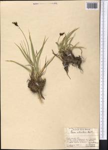 Carex orbicularis Boott, Middle Asia, Pamir & Pamiro-Alai (M2) (Kyrgyzstan)