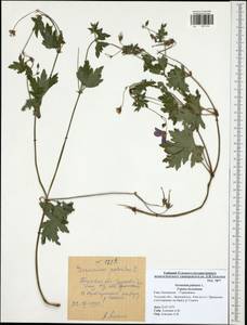 Geranium palustre L., Eastern Europe, Central region (E4) (Russia)