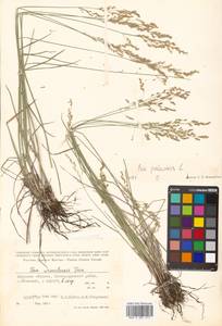 Poa palustris L., Siberia, Russian Far East (S6) (Russia)