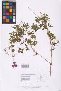 Geranium sanguineum L., Eastern Europe, Central region (E4) (Russia)