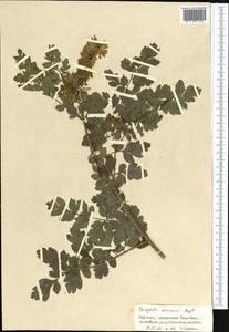 Corydalis semenowii Regel & Herder, Middle Asia, Northern & Central Tian Shan (M4) (Kyrgyzstan)