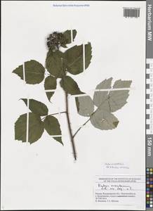 Rubus occidentalis L., Eastern Europe, Central region (E4) (Russia)