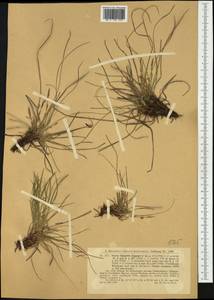 Carex humilis Leyss., Western Europe (EUR) (Germany)