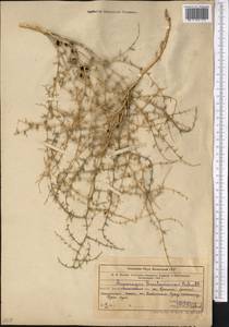 Asparagus breslerianus Schult. & Schult.f., Middle Asia, Muyunkumy, Balkhash & Betpak-Dala (M9) (Kazakhstan)