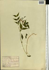 Lathyrus vernus (L.)Bernh., Eastern Europe, Eastern region (E10) (Russia)
