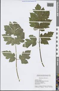 Heracleum sphondylium subsp. sibiricum (L.) Simonk., Eastern Europe, Central region (E4) (Russia)