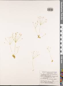 Androsace filiformis Retz., Eastern Europe, Central region (E4) (Russia)